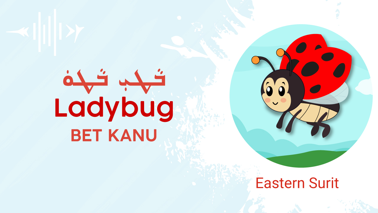 Ladybug