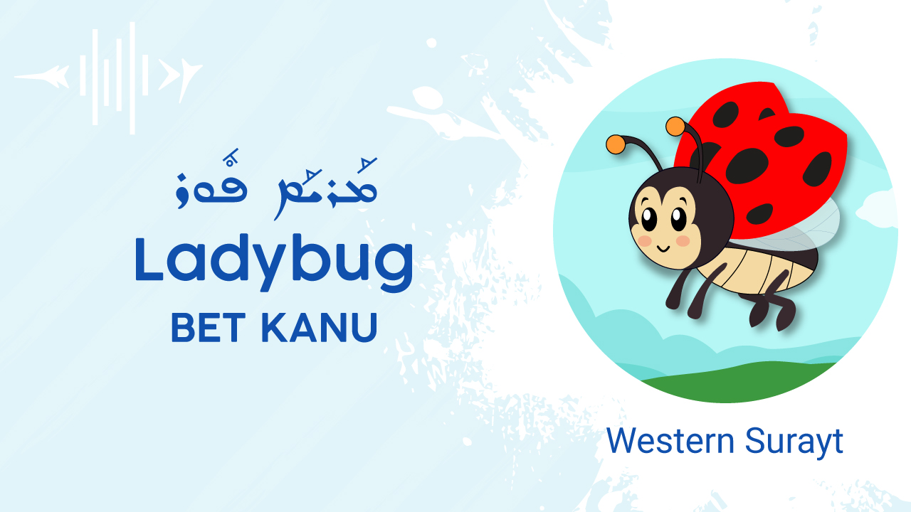 Ladybug